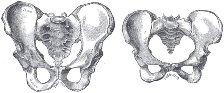 骨盤の構造